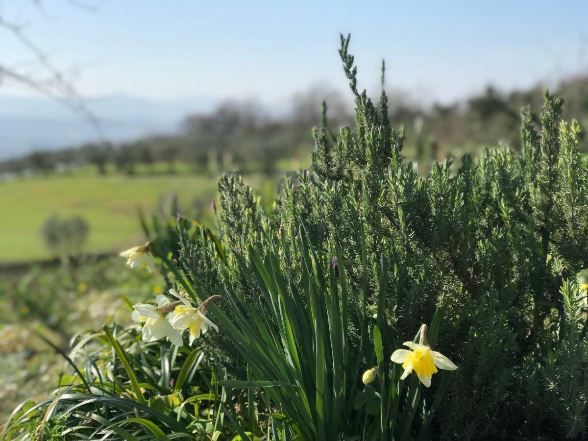 Agriturismo Casallario Volterra Eksteriør billede